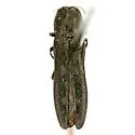 Agrilus abjectus
