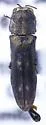Agrilus abjectus - photo 2