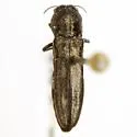 Agrilus abjectus - photo 3