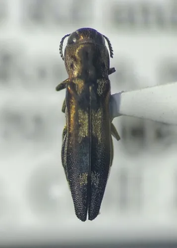 Agrilus acaciae - photo 2