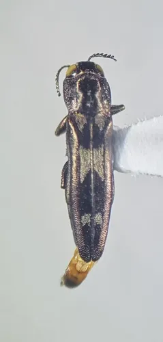 Agrilus acaciae - photo 3