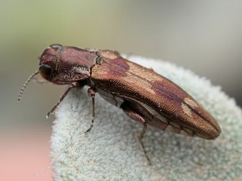 Agrilus acaciae - photo 4