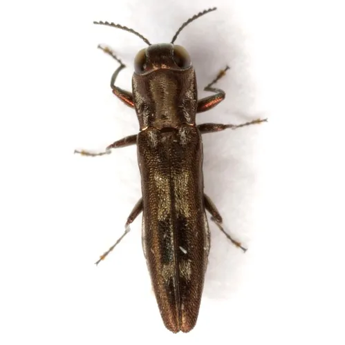 Agrilus acaciae - photo 5