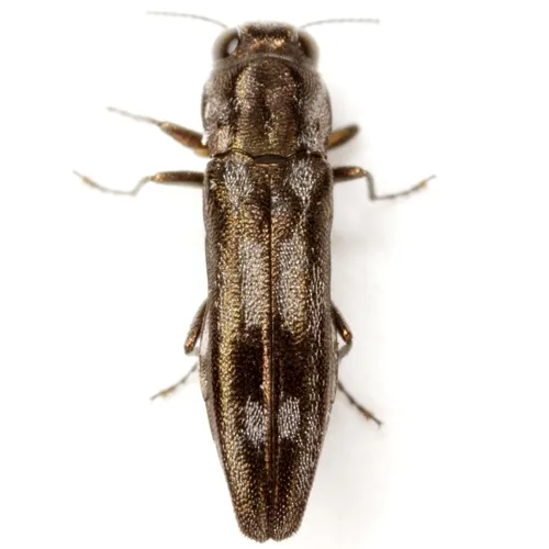 Agrilus acaciae - photo 6