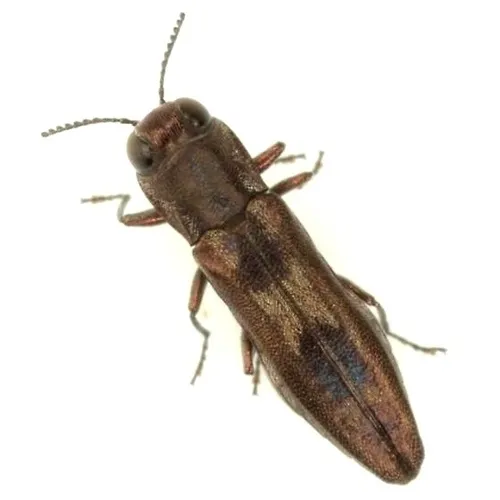 Agrilus acaciae - photo 7