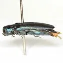 Spotworm Borer - photo 3