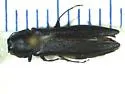 Spotworm Borer - photo 4