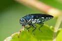 Spotworm Borer - photo 5