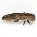 Agrilus addendus - Agrilus addendus