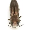 Agrilus addendus - photo 2