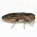 Agrilus addendus - photo 3