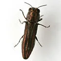 Agrilus addendus - photo 4