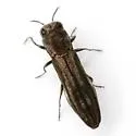 Agrilus addendus - photo 5