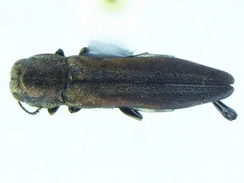Agrilus aeneocephalus - photo 2