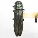 Agrilus albocomus - Agrilus albocomus