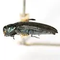 Agrilus albocomus - photo 2