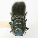 Agrilus albocomus - photo 3