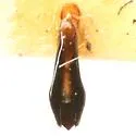 Agrilus albocomus - photo 4