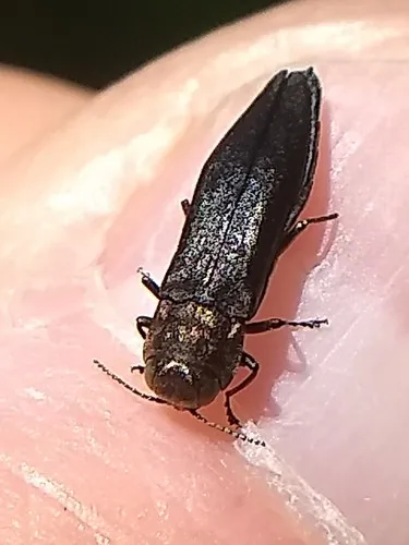 Bronze Birch Borer - Agrilus anxius
