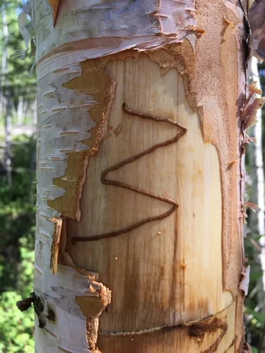 Bronze Birch Borer - photo 2