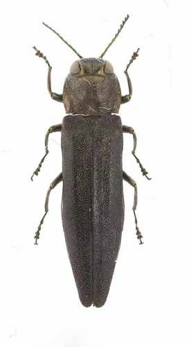 Bronze Birch Borer - photo 3