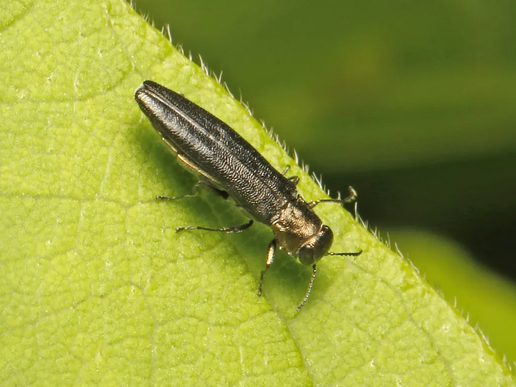 Bronze Birch Borer - photo 5