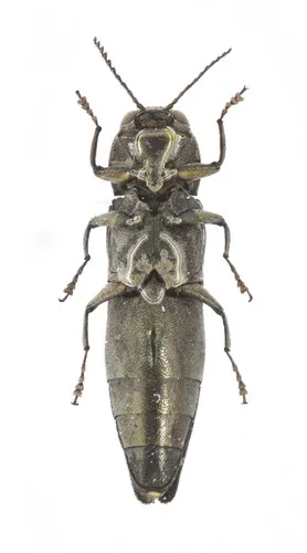 Bronze Birch Borer - photo 6
