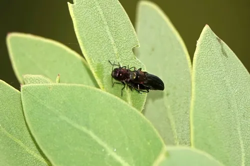 Agrilus arbuti