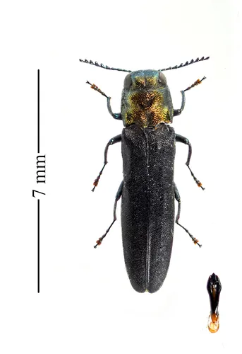 Agrilus arcuatus - Agrilus arcuatus