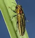 Agrilus arizonicus - photo 3