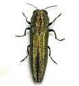 Agrilus arizonicus - photo 4