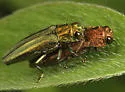 Agrilus arizonicus - photo 5