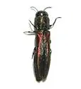 Agrilus asperulus - Agrilus asperulus