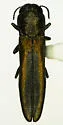 Agrilus asperulus - photo 2
