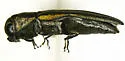 Agrilus asperulus - photo 3