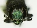Agrilus asperulus - photo 4