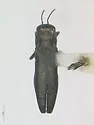 Agrilus atricornis - Agrilus atricornis