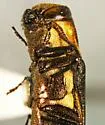 Agrilus audax - photo 2
