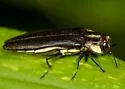 Agrilus audax - photo 3