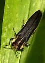 Agrilus audax - photo 4