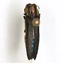 Agrilus audax - photo 5