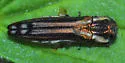 Agrilus aureus - Agrilus aureus