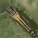 Agrilus aureus - photo 2