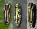 Agrilus aureus - photo 3