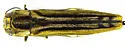 Agrilus aureus - photo 4