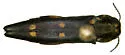 Goldspotted Oak Borer - Agrilus auroguttatus