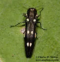 Goldspotted Oak Borer - photo 4