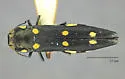 Goldspotted Oak Borer - photo 5