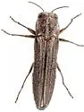 Agrilus baboquivariae - Agrilus baboquivariae