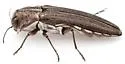 Agrilus baboquivariae - photo 3